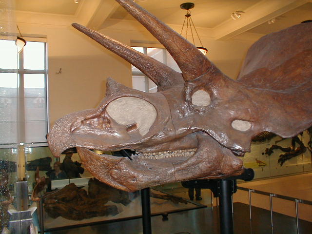Dinosaur Head