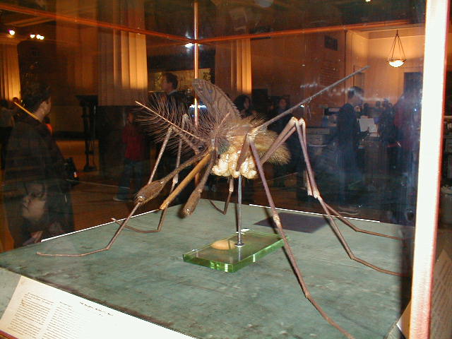 Anopheles Mosquito model