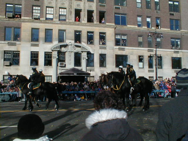 Police Horses